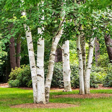This also includes most, but not all, varieties of conifers. . Where to buy white birch trees near me